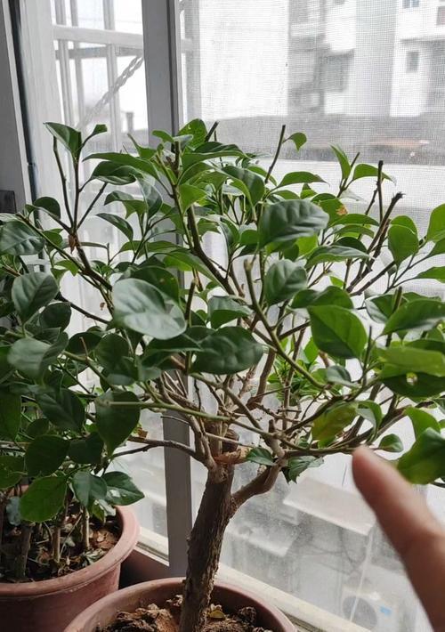 三角梅如何快速增粗？