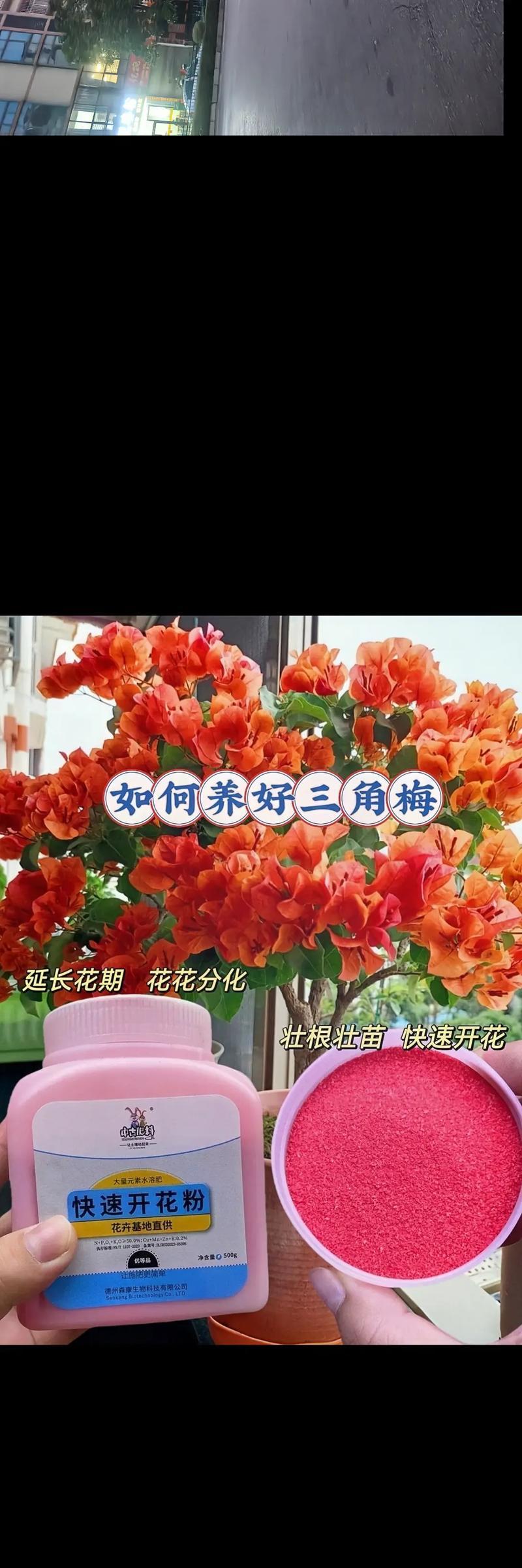 三角梅如何快速增粗？