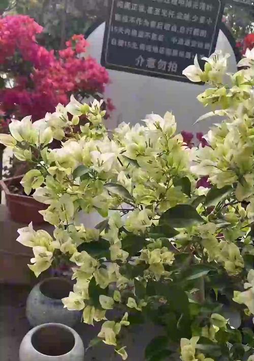 三角梅如何快速增粗？