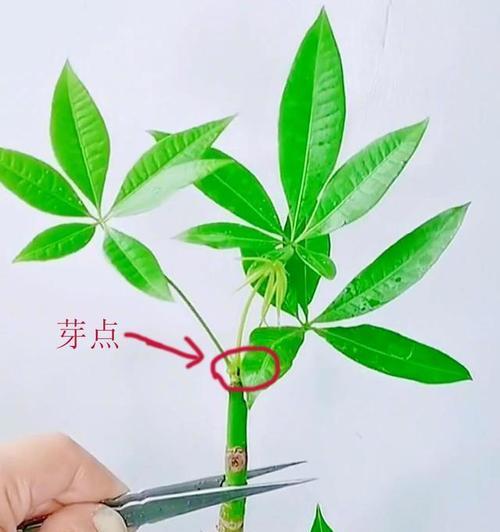 小发财树的养护方法是什么？如何避免其生长不良？