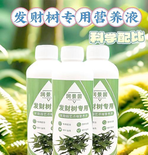 小发财树的养护方法是什么？如何避免其生长不良？