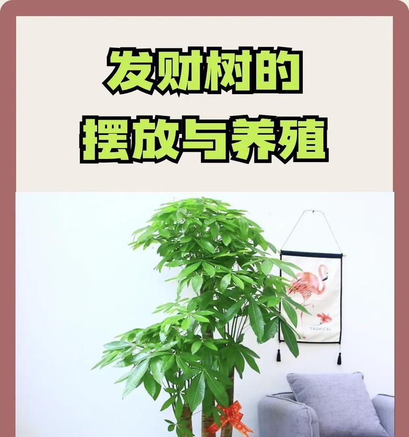 小发财树的养护方法是什么？如何避免其生长不良？