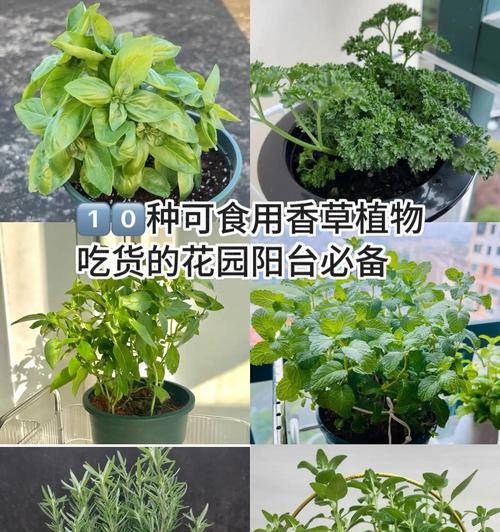 香草种植的步骤和养护要点是什么？