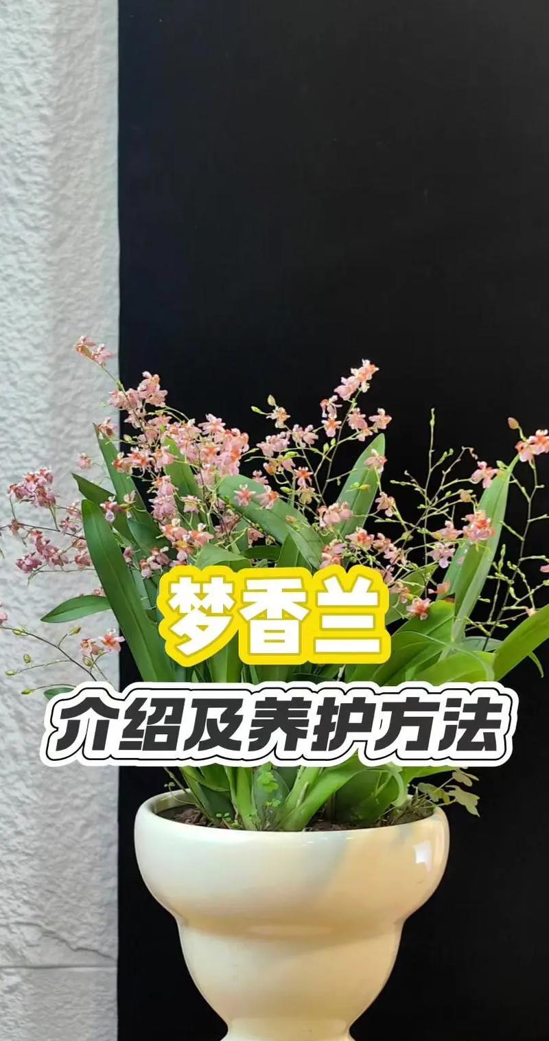 香草种植的步骤和养护要点是什么？