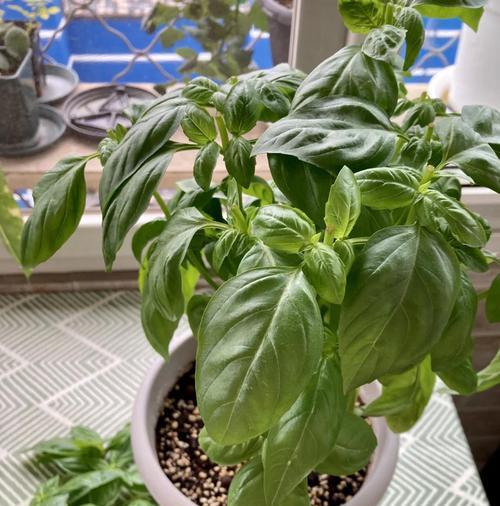 香草种植的步骤和养护要点是什么？