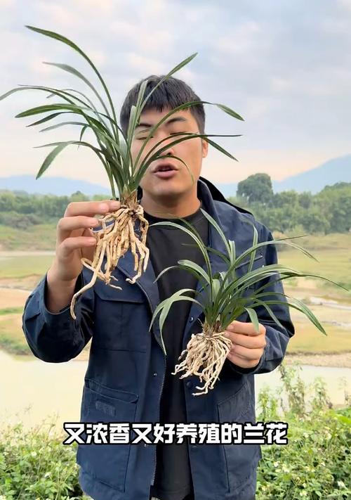 春兰有哪些品种？春兰品种的养护方法是什么？