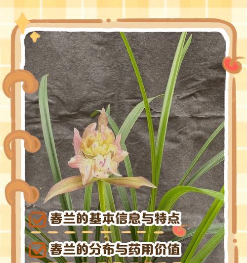 春兰有哪些品种？春兰品种的养护方法是什么？