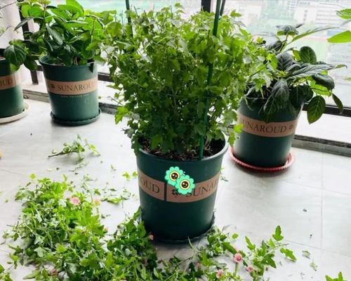草花种植的基本步骤是什么？有哪些常见问题需要避免？