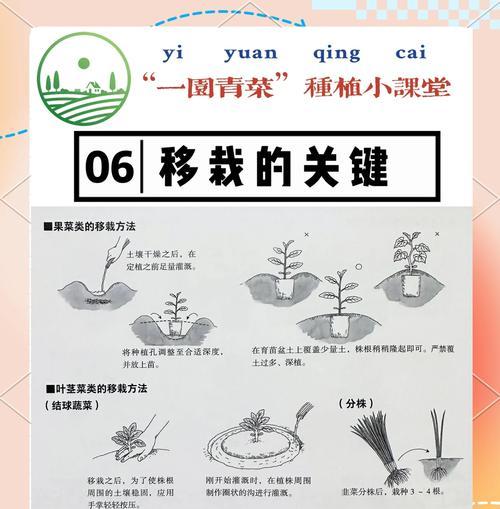 草花种植的基本步骤是什么？有哪些常见问题需要避免？