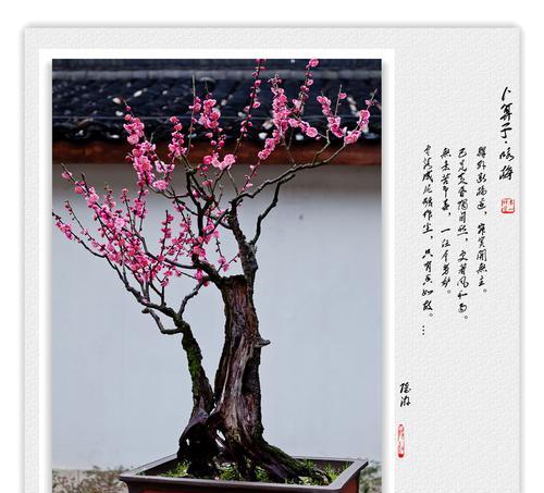梅树的养护要点是什么？如何让梅树在冬天也能茁壮成长？