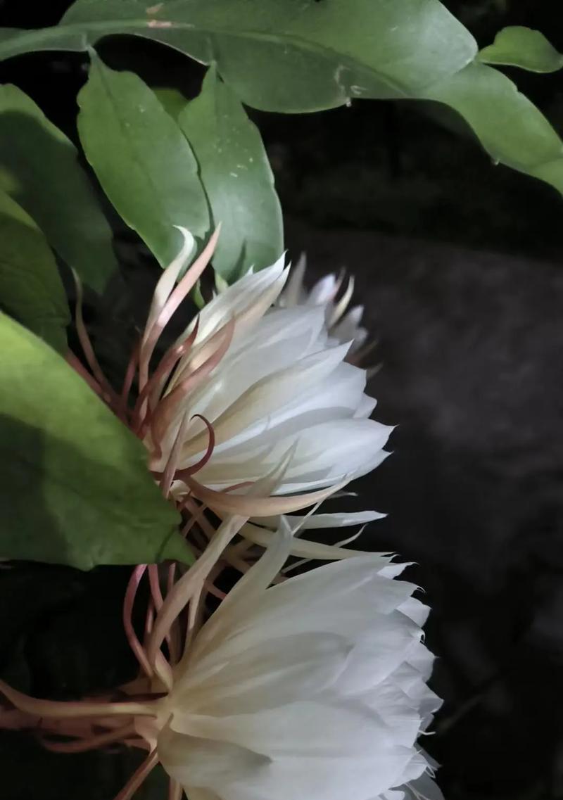 昙花开花的秘诀是什么？怎样才能观赏到昙花一现的美景？