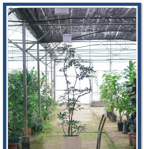 鸭掌木的品种有哪些？如何选择适合的鸭掌木品种？