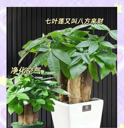 鸭掌木的品种有哪些？如何选择适合的鸭掌木品种？