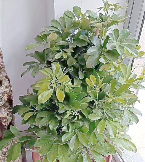 鸭掌木的品种有哪些？如何选择适合的鸭掌木品种？