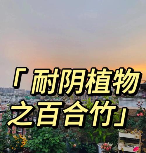 百合竹的养护技巧和常见问题有哪些？