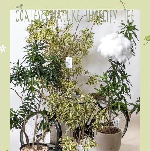 百合竹的养护技巧和常见问题有哪些？