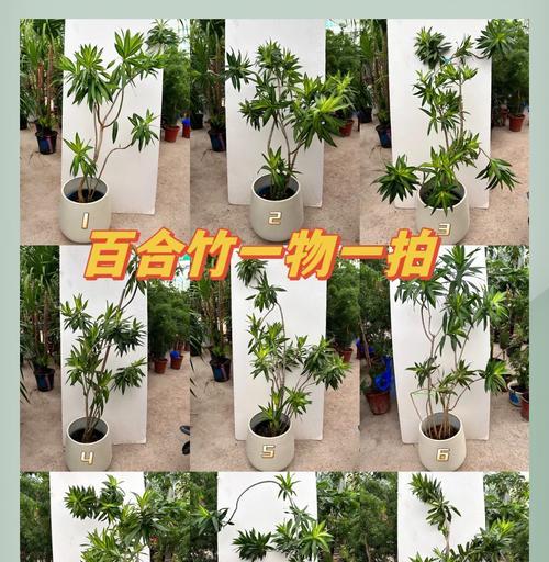 百合竹的养护技巧和常见问题有哪些？