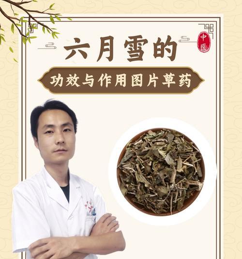 六月雪有哪些品种？六月雪的品种特性是什么？