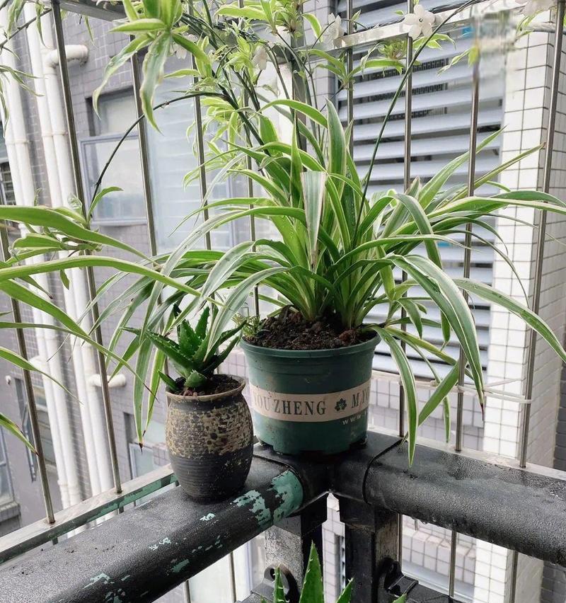 吊兰有哪些品种？不同吊兰品种的养护方法是什么？