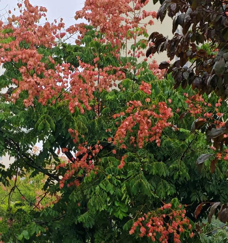 树花品种有哪些？如何选择适合的树花品种？