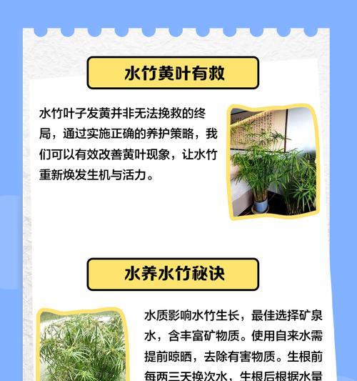 水培植物叶子发黄的原因及解决方法是什么？