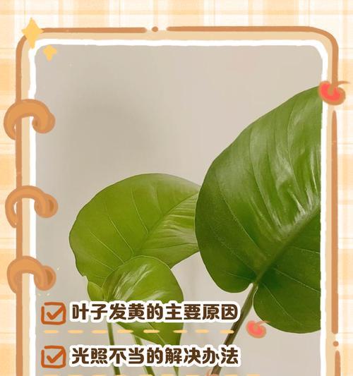 水培植物叶子发黄的原因及解决方法是什么？