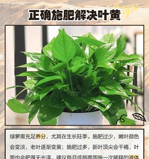 绿萝叶子发黄的原因有哪些？