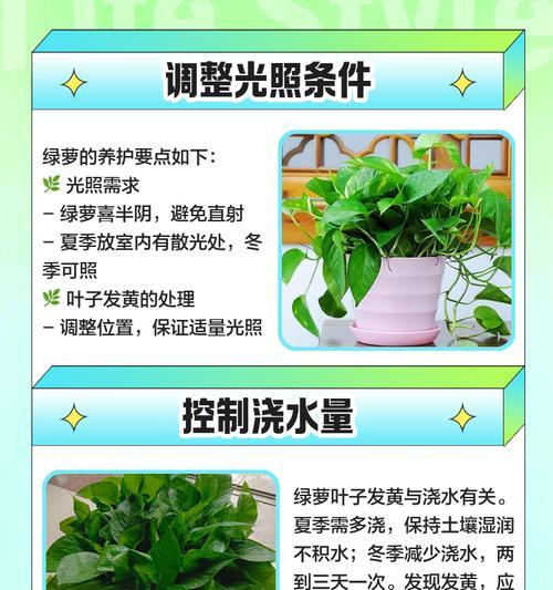 绿萝叶子发黄的原因有哪些？