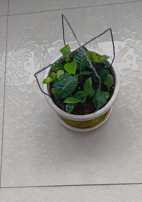 栀子花扦插的成功率如何提高？