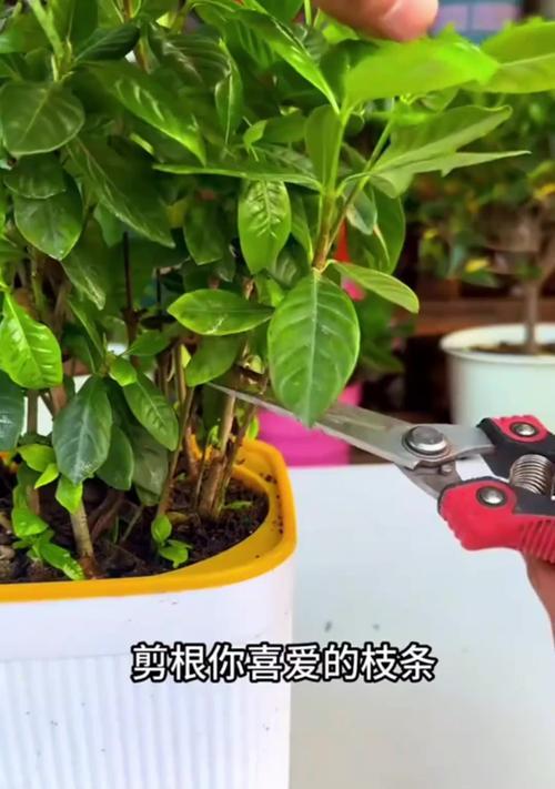 栀子花扦插的成功率如何提高？
