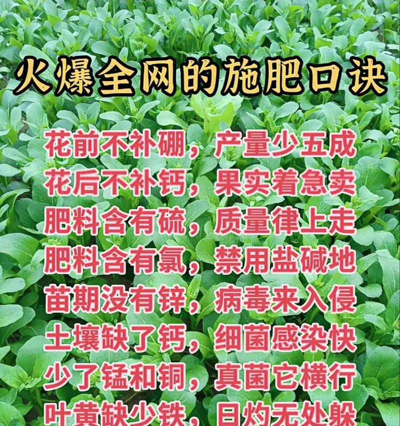 花卉肥料使用不当会有什么后果？