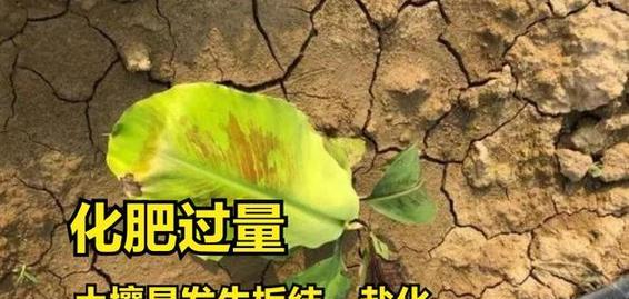 花卉肥料使用不当会有什么后果？