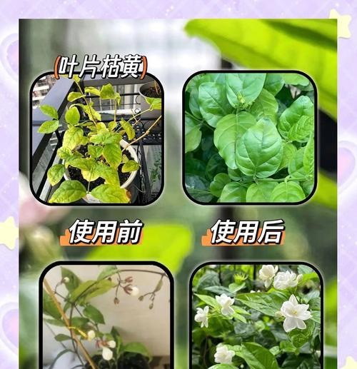 花卉肥料使用不当会有什么后果？