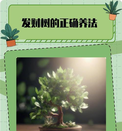 发财树的施肥最佳时机是什么时候？