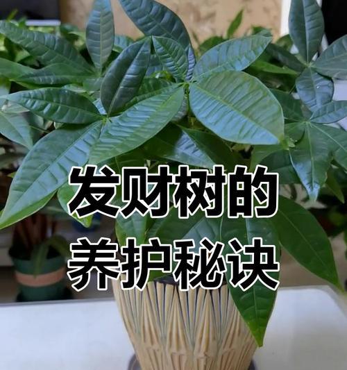 发财树的施肥最佳时机是什么时候？