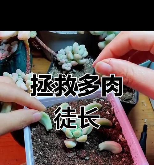 多肉静夜徒长了应该怎么办？