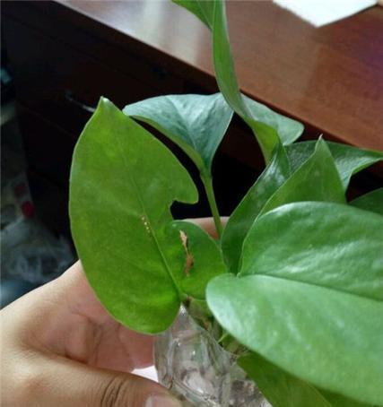 绿萝培植过程中需要注意什么？