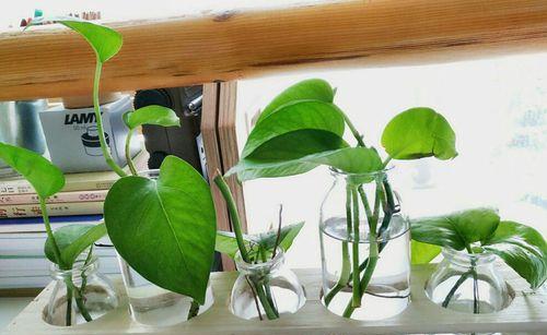 绿萝培植过程中需要注意什么？