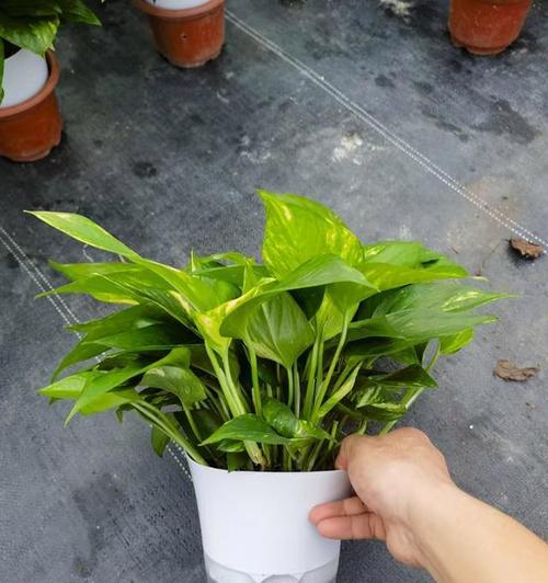 绿萝培植过程中需要注意什么？
