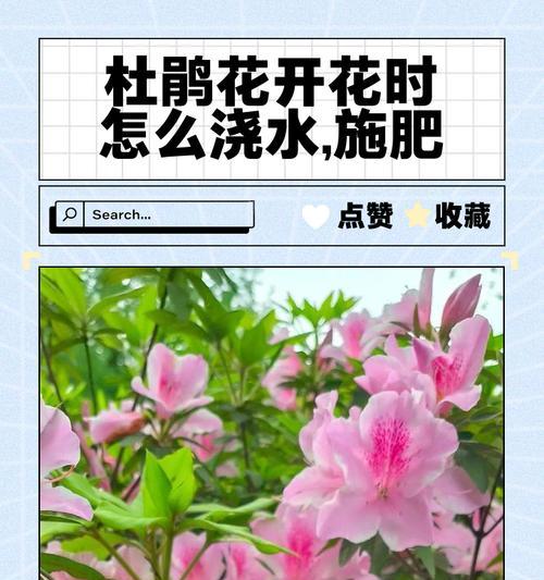 杜娟花的养护技巧和常见问题解答？