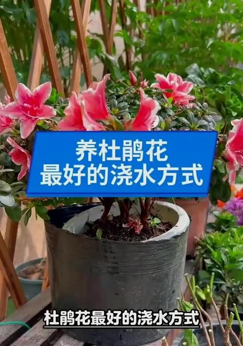 杜娟花的养护技巧和常见问题解答？
