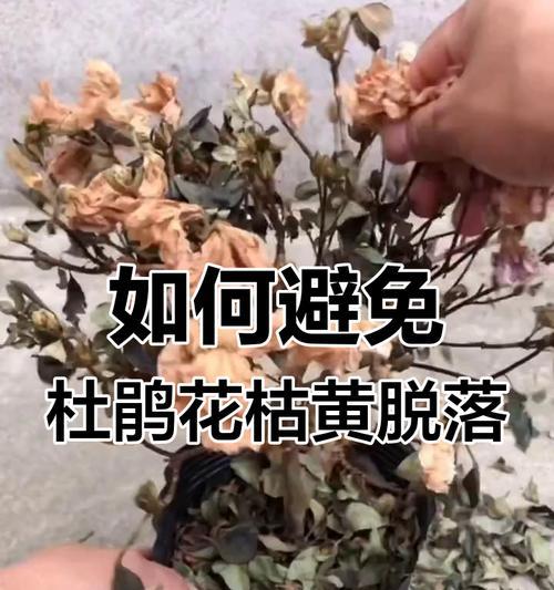 杜娟花的养护技巧和常见问题解答？
