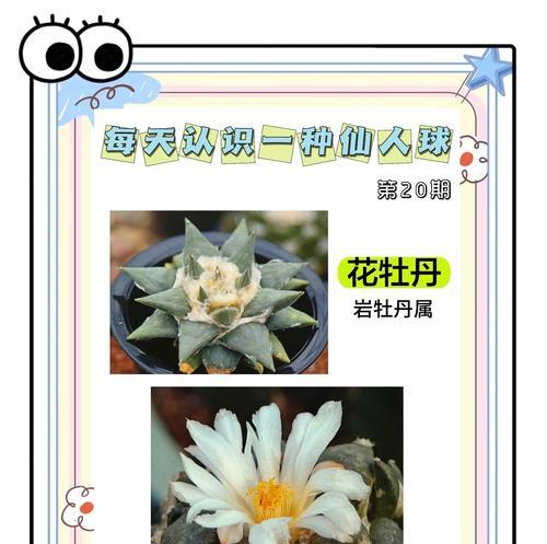 紫牡丹仙人球养护要点是什么？