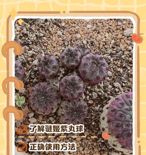 紫牡丹仙人球养护要点是什么？