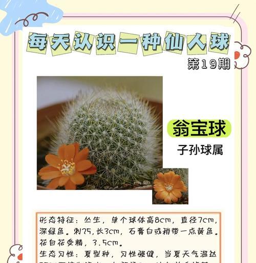 紫牡丹仙人球养护要点是什么？