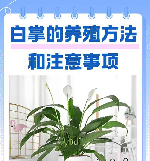 白掌修剪的最佳时机和技巧是什么？