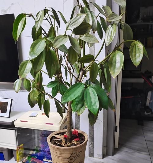 平安树修剪方法是什么？如何正确修剪以促进生长？