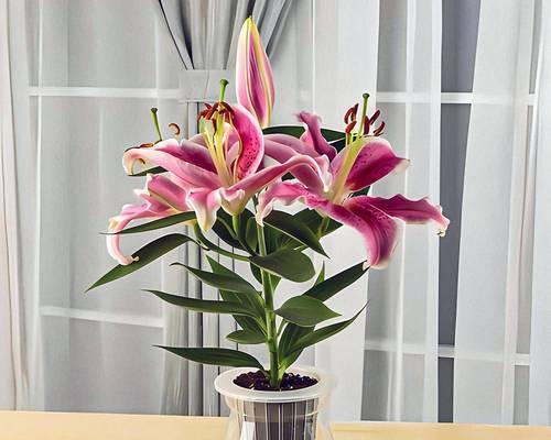 百合花冬季怎么养殖？冬季养护百合的技巧是什么？