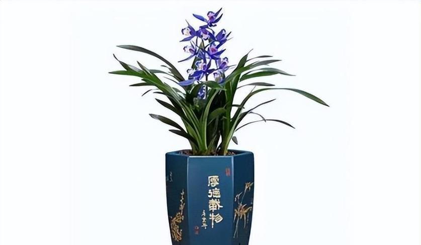 兰花有哪些品种？兰花品种的分类和特点是什么？