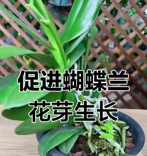 蝴蝶兰苗的养护技巧有哪些？如何促进蝴蝶兰苗的生长？
